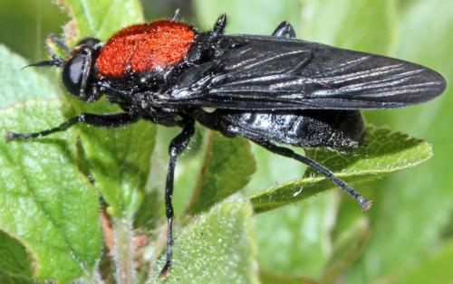 Clitellaria ephippium